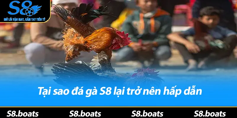 Tại sao đá gà S8 lại trở nên hấp dẫn